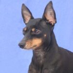Engelsk Toy Terrier