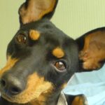 Engelsk Toy Terrier