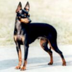 Engelsk Toy Terrier