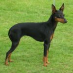 Engelsk Toy Terrier