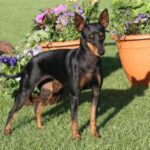 Engelsk Toy Terrier