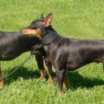 Engelsk Toy Terrier