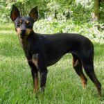 Engelsk Toy Terrier