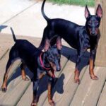 Engelsk Toy Terrier