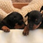 Engelsk Toy Terrier