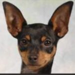 Engelsk Toy Terrier
