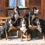 Entlebucher Sennenhund