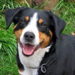 Entlebucher Sennenhund