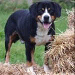 Entlebucher Sennenhund