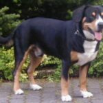 Entlebucher Sennenhund