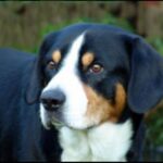Entlebucher Sennenhund