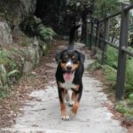 Entlebucher Sennenhund