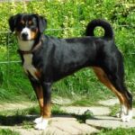Entlebucher Sennenhund