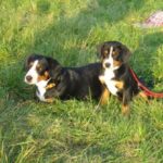 Entlebucher Sennenhund