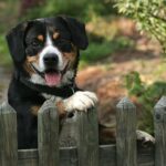 Entlebucher Sennenhund