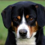 Entlebucher Sennenhund