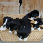 Entlebucher Sennenhund