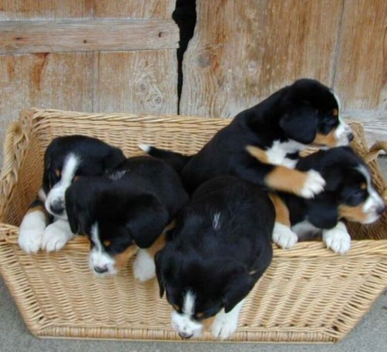 Entlebucher Sennenhund