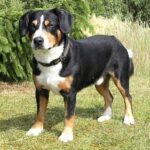 Entlebucher Sennenhund