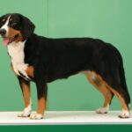 Entlebucher Sennenhund