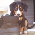 Entlebucher Sennenhund