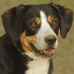 Entlebucher Sennenhund
