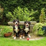 Entlebucher Sennenhund