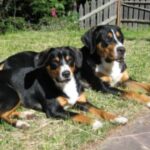 Entlebucher Sennenhund