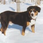 Entlebucher Sennenhund