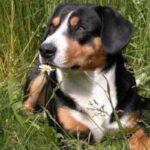 Entlebucher Sennenhund