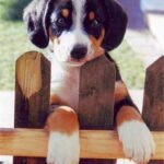 Entlebucher Sennenhund