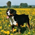 Entlebucher Sennenhund