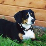 Entlebucher Sennenhund