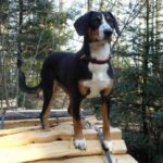 Entlebucher Sennenhund