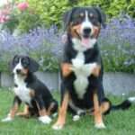 Entlebucher Sennenhund