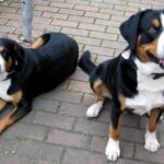 Entlebucher Sennenhund