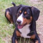 Entlebucher Sennenhund