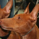 Etnahund