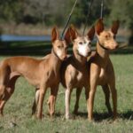 Etnahund