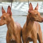 Etnahund