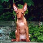 Etnahund