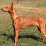 Etnahund