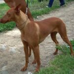 Etnahund