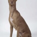Etnahund