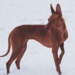 Etnahund