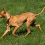 Etnahund