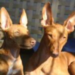 Etnahund