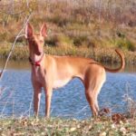 Etnahund