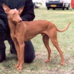 Etnahund