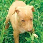 Etnahund